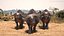 Collezione di animali africani truccati 10 per Maya