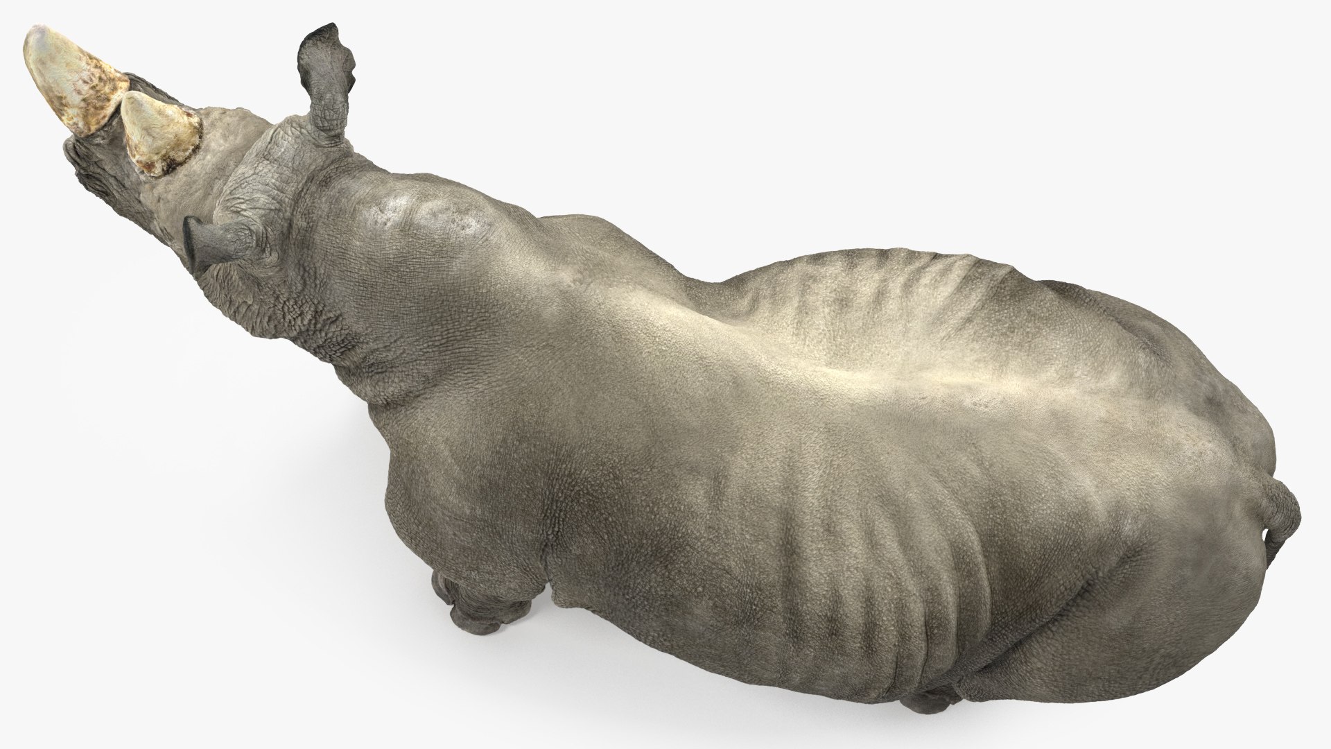 3D Rigged African Animals Collection 10 for Maya model https://p.turbosquid.com/ts-thumb/tH/OXgWGL/eX/riggedafricananimalscollection10c4dmodel064/jpg/1628252337/1920x1080/fit_q87/e996e98a4824703fae8c2141769f291a334f3889/riggedafricananimalscollection10c4dmodel064.jpg