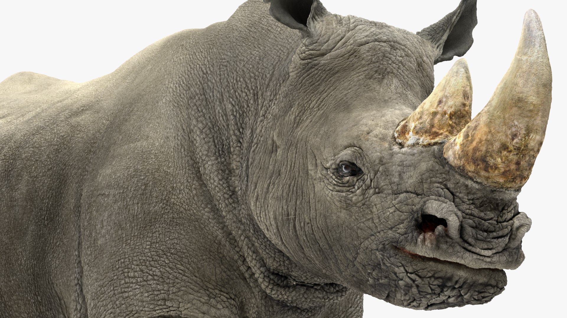 3D Rigged African Animals Collection 10 for Maya model https://p.turbosquid.com/ts-thumb/tH/OXgWGL/jq/riggedafricananimalscollection10c4dmodel057/jpg/1628252321/1920x1080/fit_q87/7c01d862bd68412367a40a2d12ae778d15030cde/riggedafricananimalscollection10c4dmodel057.jpg