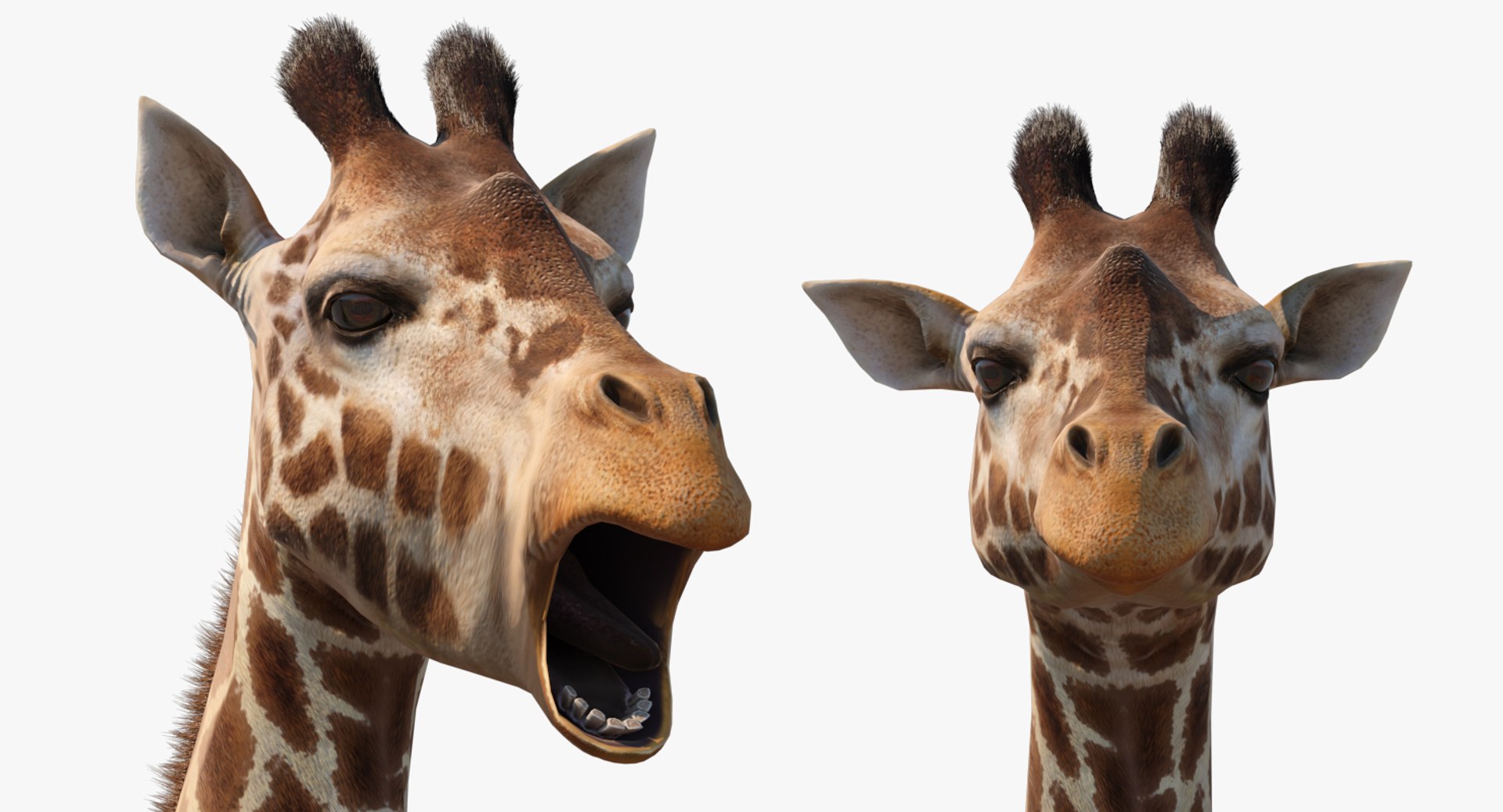 3D Rigged African Animals Collection 10 for Maya model https://p.turbosquid.com/ts-thumb/tH/OXgWGL/lF/riggedafricananimalscollection10c4dmodel110/jpg/1628252442/1920x1080/fit_q87/b0b0b3c2d8a0d94e8b4f29d47a630ab7afc03ee8/riggedafricananimalscollection10c4dmodel110.jpg