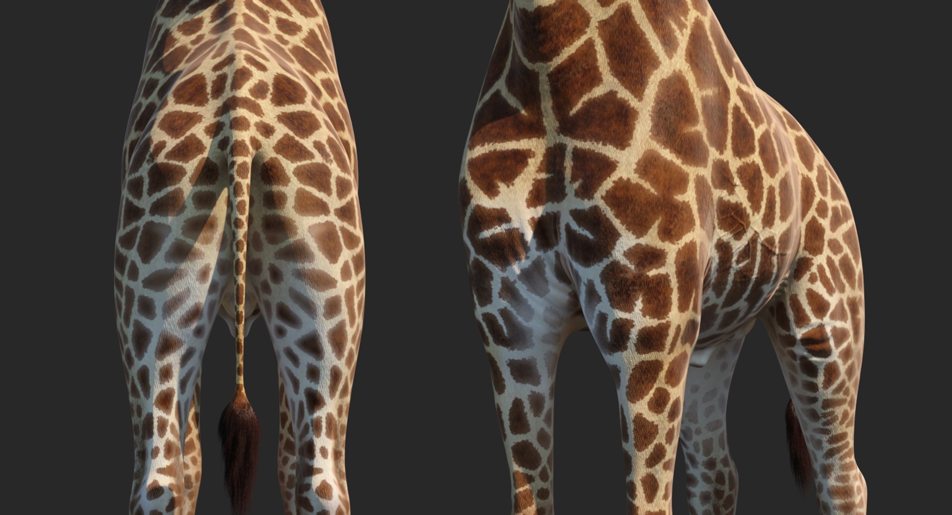3D Rigged African Animals Collection 10 for Maya model https://p.turbosquid.com/ts-thumb/tH/OXgWGL/nW/riggedafricananimalscollection10c4dmodel113/jpg/1628252449/1920x1080/fit_q87/ce11784afa1bfc43e0e79756a011c95b61aa7d39/riggedafricananimalscollection10c4dmodel113.jpg