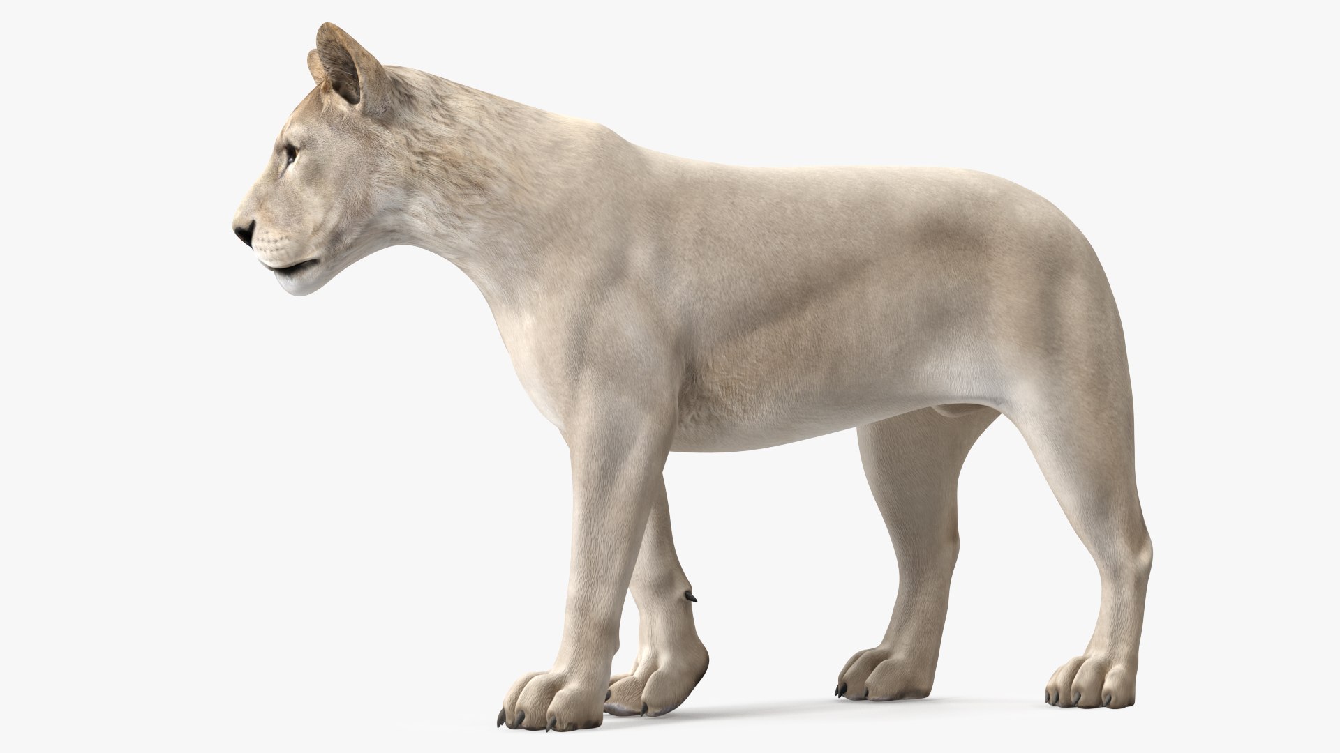 3D Rigged African Animals Collection 10 for Maya model https://p.turbosquid.com/ts-thumb/tH/OXgWGL/pC/riggedafricananimalscollection10c4dmodel002/jpg/1628252182/1920x1080/fit_q87/eeb7e10017fba38fbef939481e9dcdd55b3c95fd/riggedafricananimalscollection10c4dmodel002.jpg