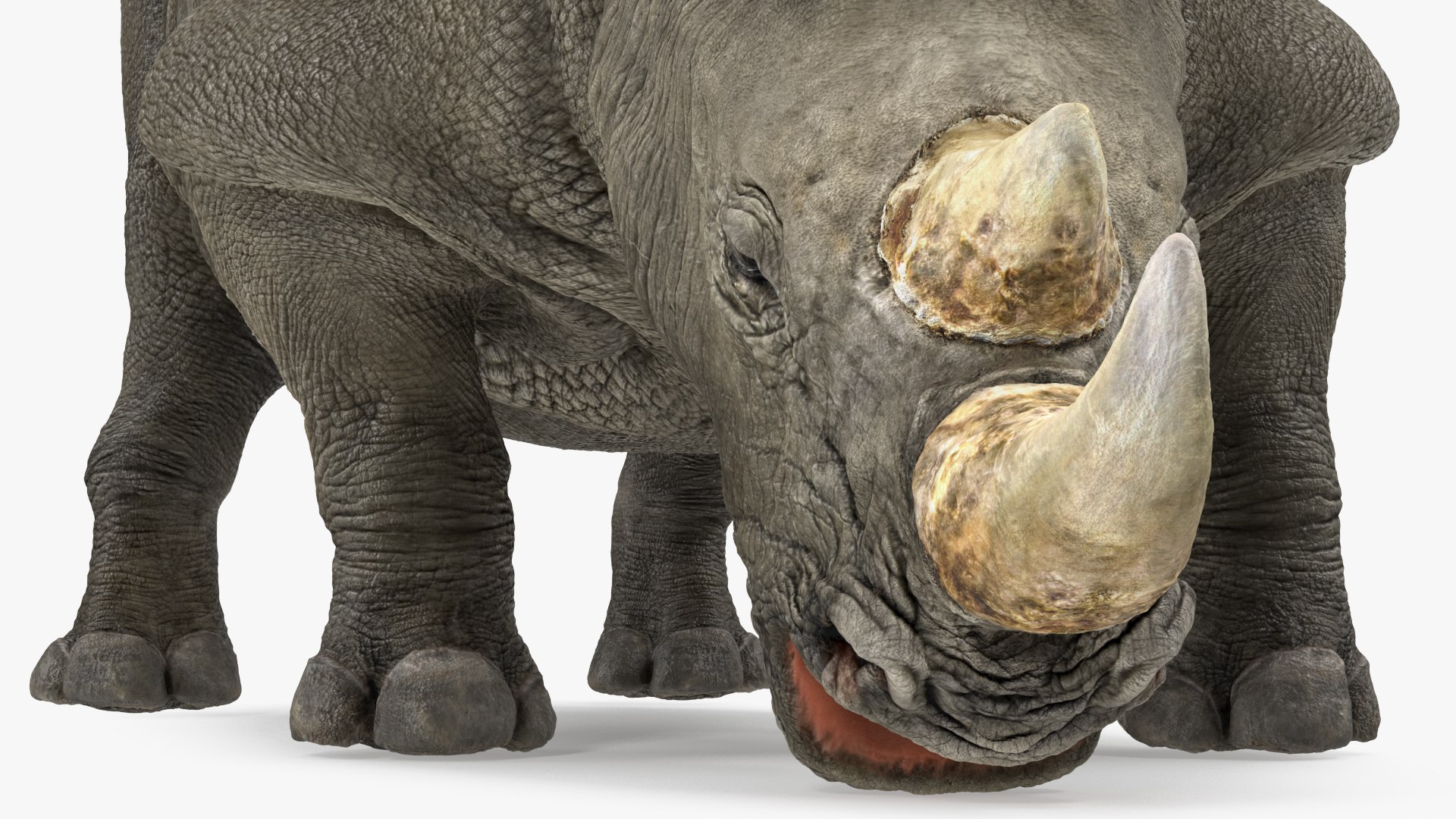 3D Rigged African Animals Collection 10 for Maya model https://p.turbosquid.com/ts-thumb/tH/OXgWGL/y4/riggedafricananimalscollection10c4dmodel060/jpg/1628252327/1920x1080/fit_q87/5b48a98bca2b3a3d72dac178c44a50066229471d/riggedafricananimalscollection10c4dmodel060.jpg
