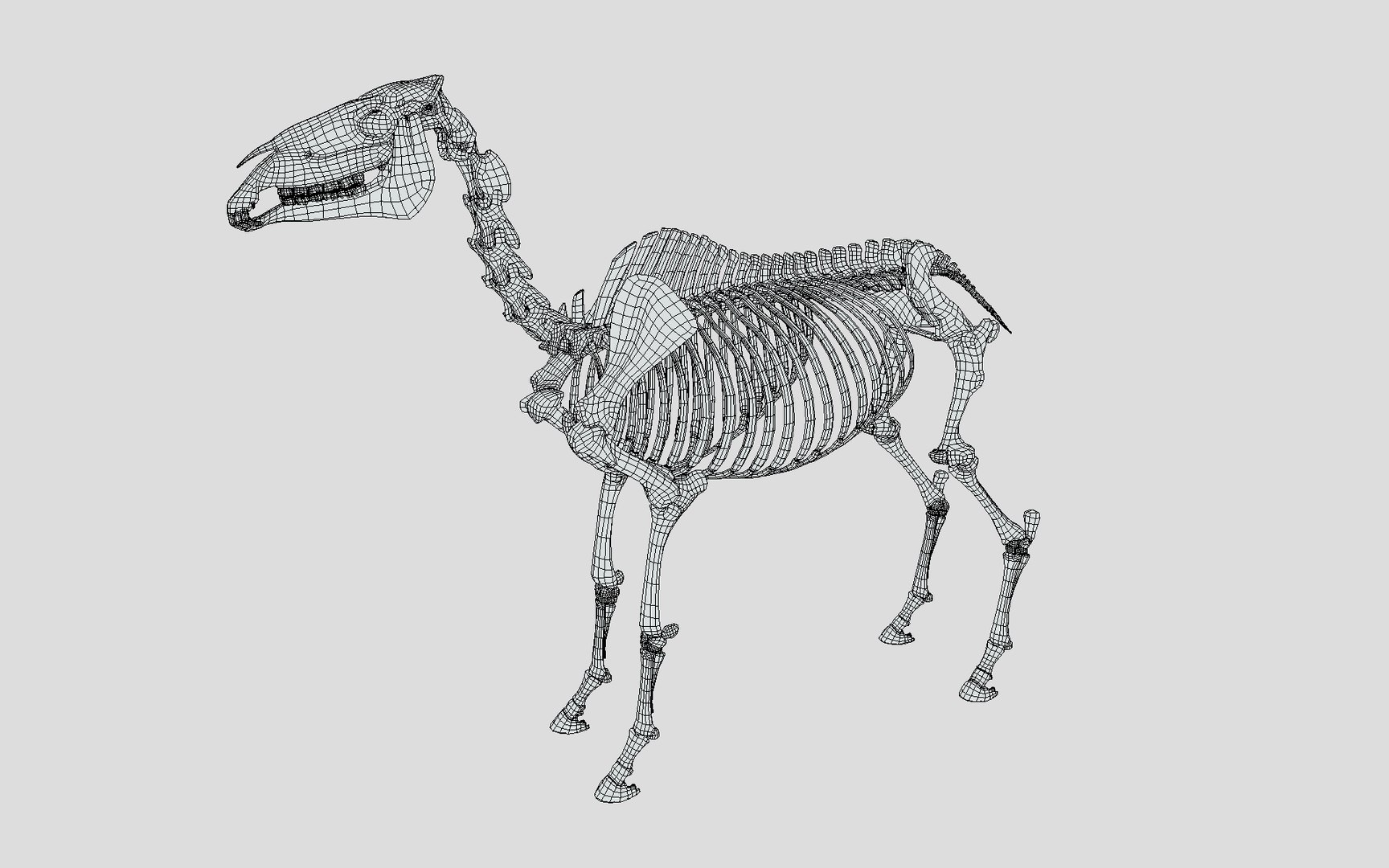 3D Horse Skeleton https://p.turbosquid.com/ts-thumb/tH/Zr1VMY/Ij/wireframe/jpg/1677877874/1920x1080/fit_q87/02b6eb4fee7cbde48aff500560507bac02da750f/wireframe.jpg