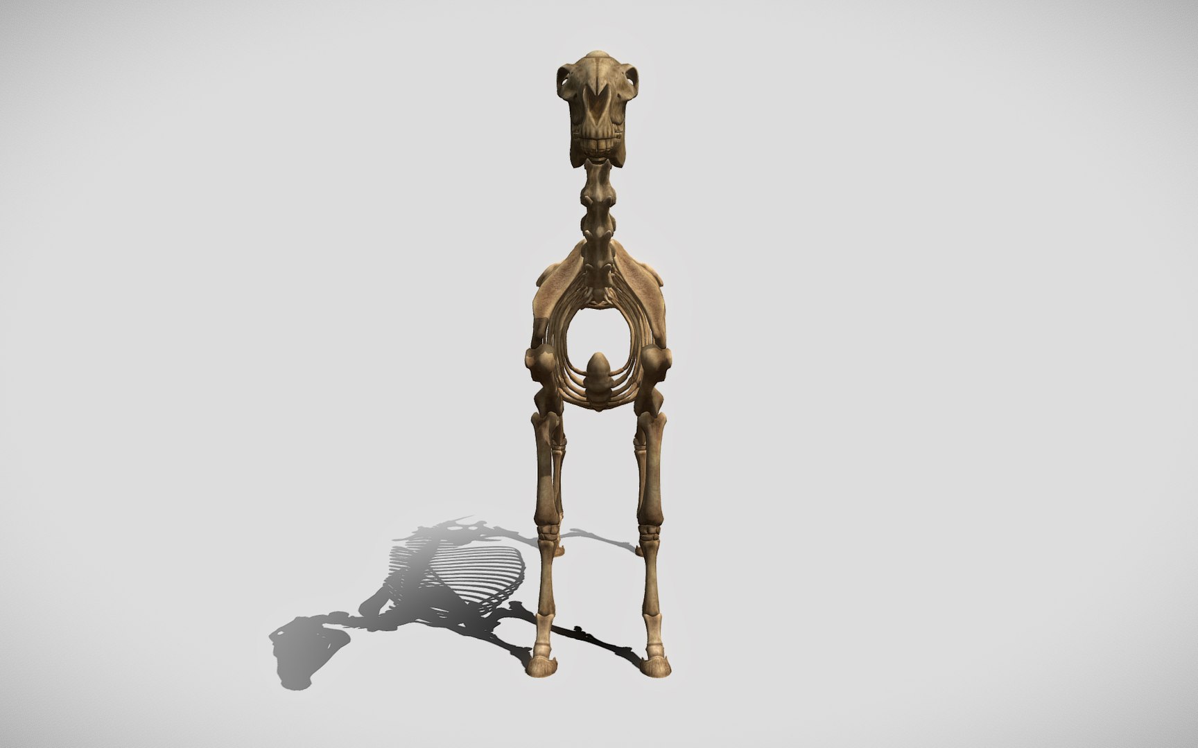 3D Horse Skeleton https://p.turbosquid.com/ts-thumb/tH/Zr1VMY/Ze/front/jpg/1677877872/1920x1080/fit_q87/a04bf0d7d625f02c5b0b397ba3d9bfc8b41d9246/front.jpg