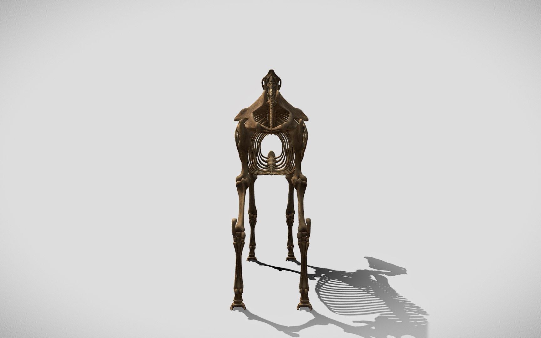 3D Horse Skeleton https://p.turbosquid.com/ts-thumb/tH/Zr1VMY/kn/back/jpg/1677877872/1920x1080/fit_q87/9c62ac4ba4bef7fedfb39a426b7c1bff162930fa/back.jpg