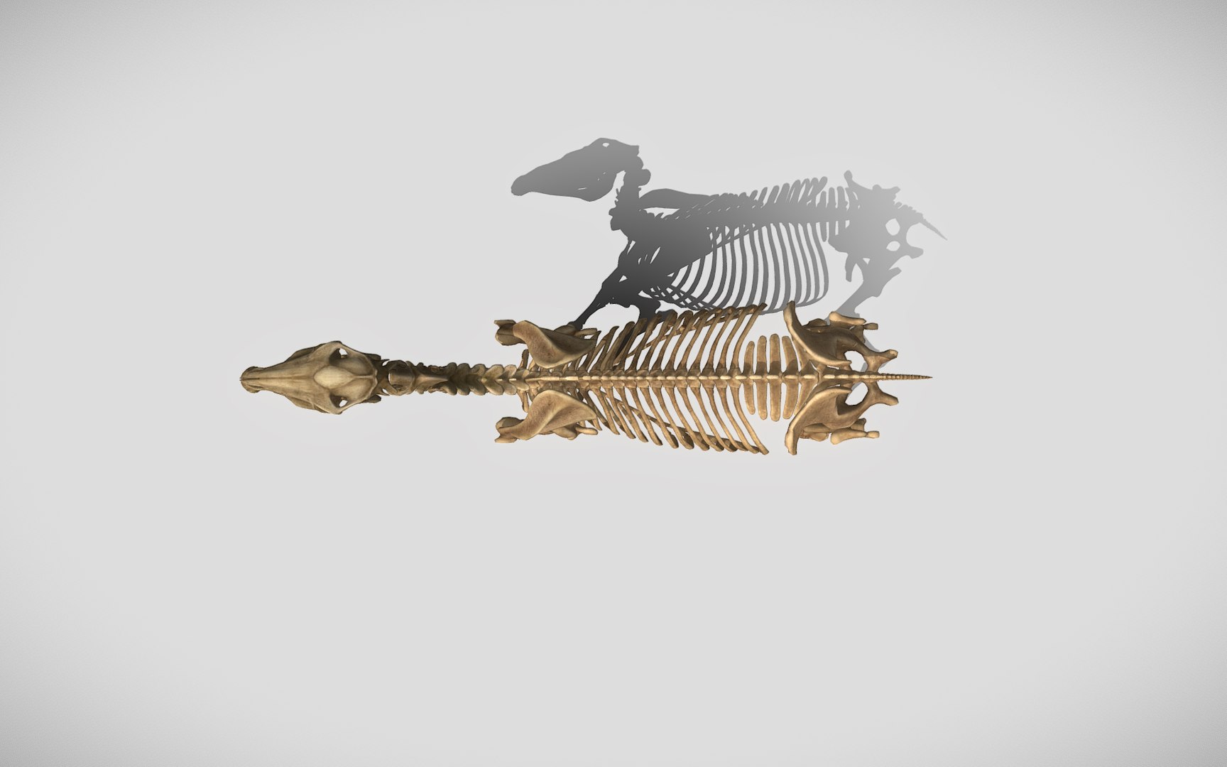 3D Horse Skeleton https://p.turbosquid.com/ts-thumb/tH/Zr1VMY/za/top/jpg/1677877874/1920x1080/fit_q87/fbe103066d284138cc48673ada05855767abd84a/top.jpg