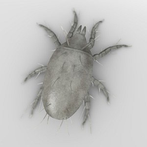 3d acaus siro mite model