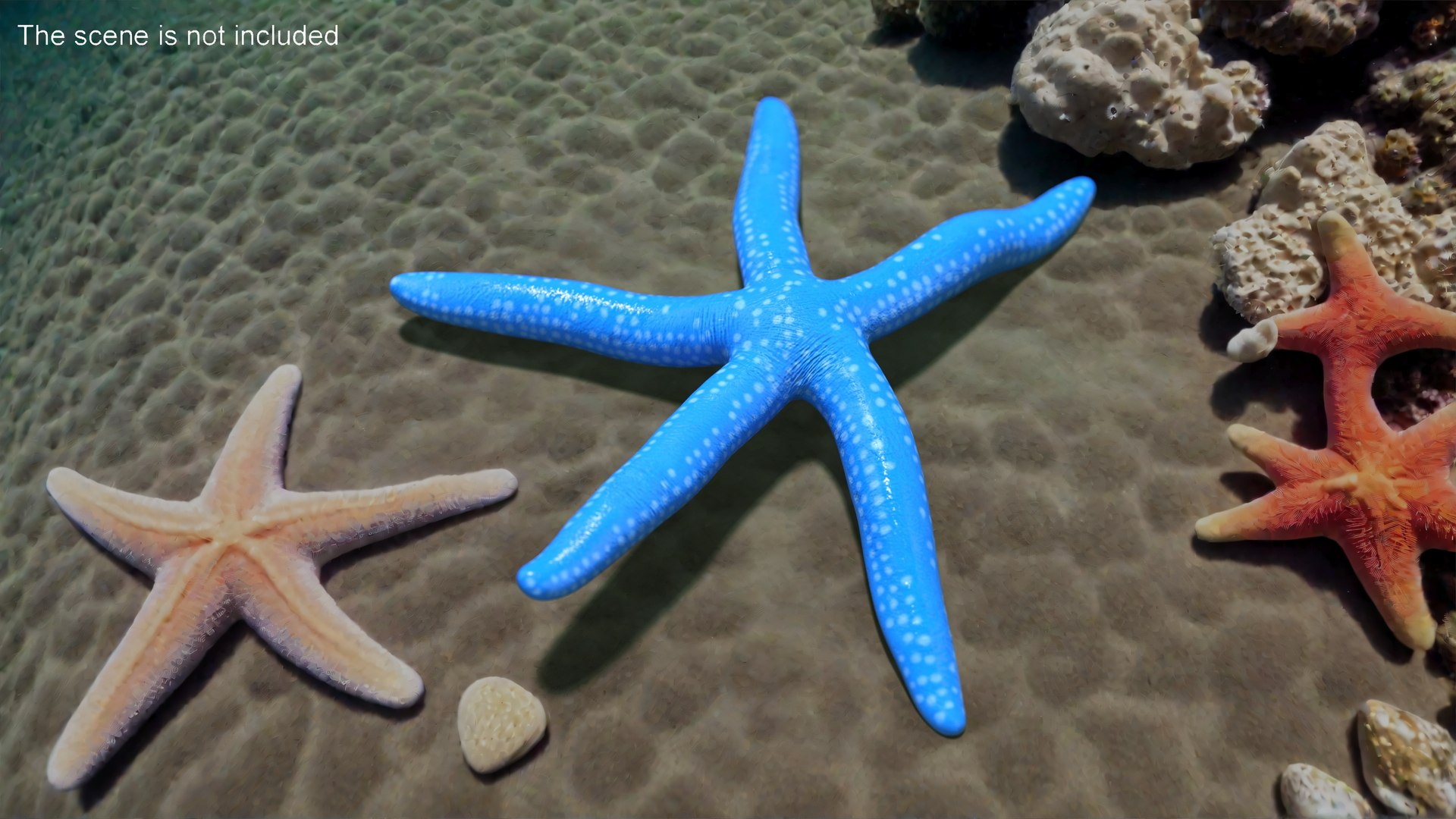 3D Blue Starfish https://p.turbosquid.com/ts-thumb/tH/cPKO0R/6Y/bluestarfishvray3dmodel002/jpg/1714596461/1920x1080/fit_q87/2a6682c47e6a8668f19f0e9cee796c057744be7f/bluestarfishvray3dmodel002.jpg