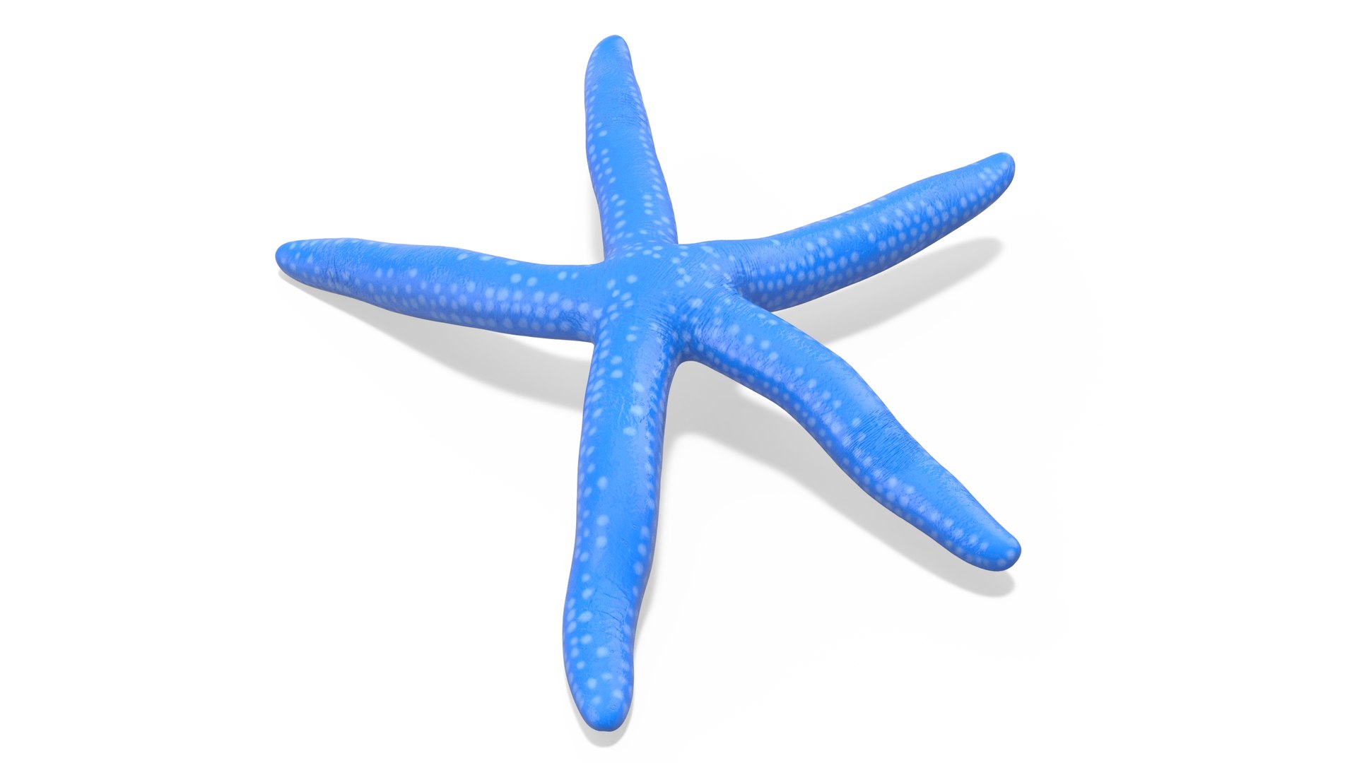 3D Blue Starfish https://p.turbosquid.com/ts-thumb/tH/cPKO0R/8U/bluestarfishvray3dmodel005/jpg/1714596472/1920x1080/fit_q87/b182259bda0f58c1c49b9b3c477eefd28fd79be4/bluestarfishvray3dmodel005.jpg