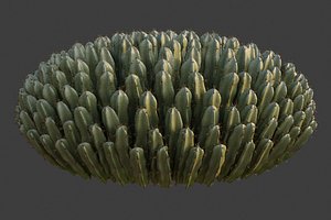 XfrogPlants Resin Spurge - Euphoriba Risinifera