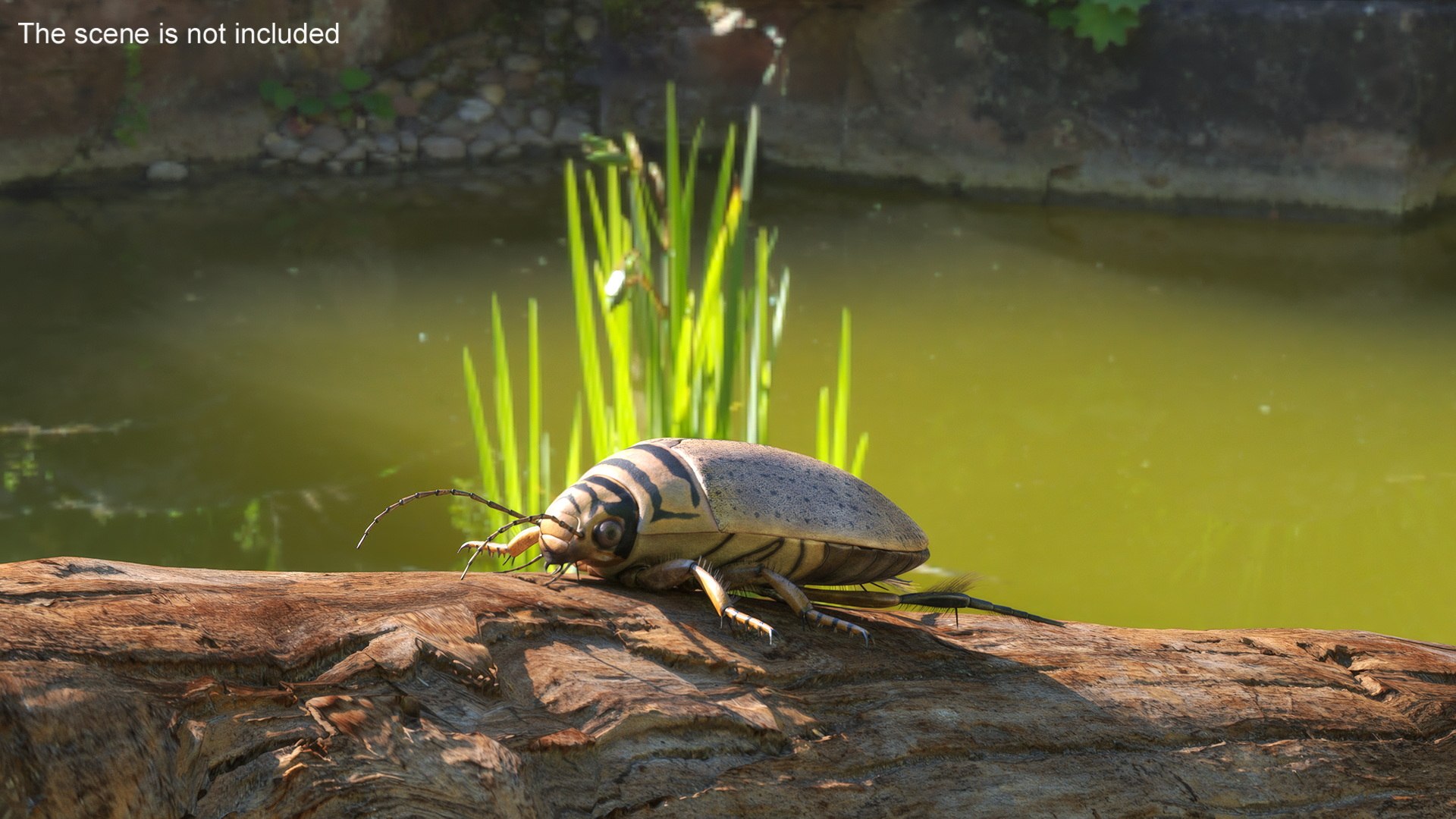 3D Model Insect Water Beetle Beige Rigged For Maya - TurboSquid 2316389