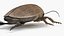 3D model Insect Water Beetle Beige Rigged for Maya
