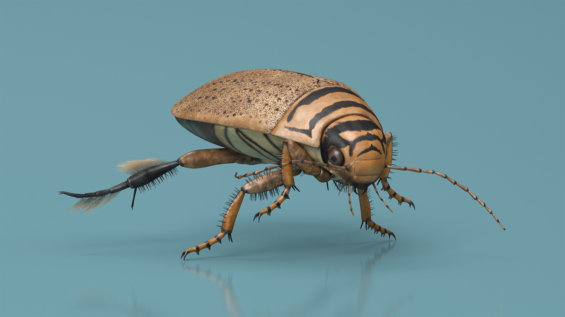 3D Model Insect Water Beetle Beige Rigged For Maya - TurboSquid 2316389