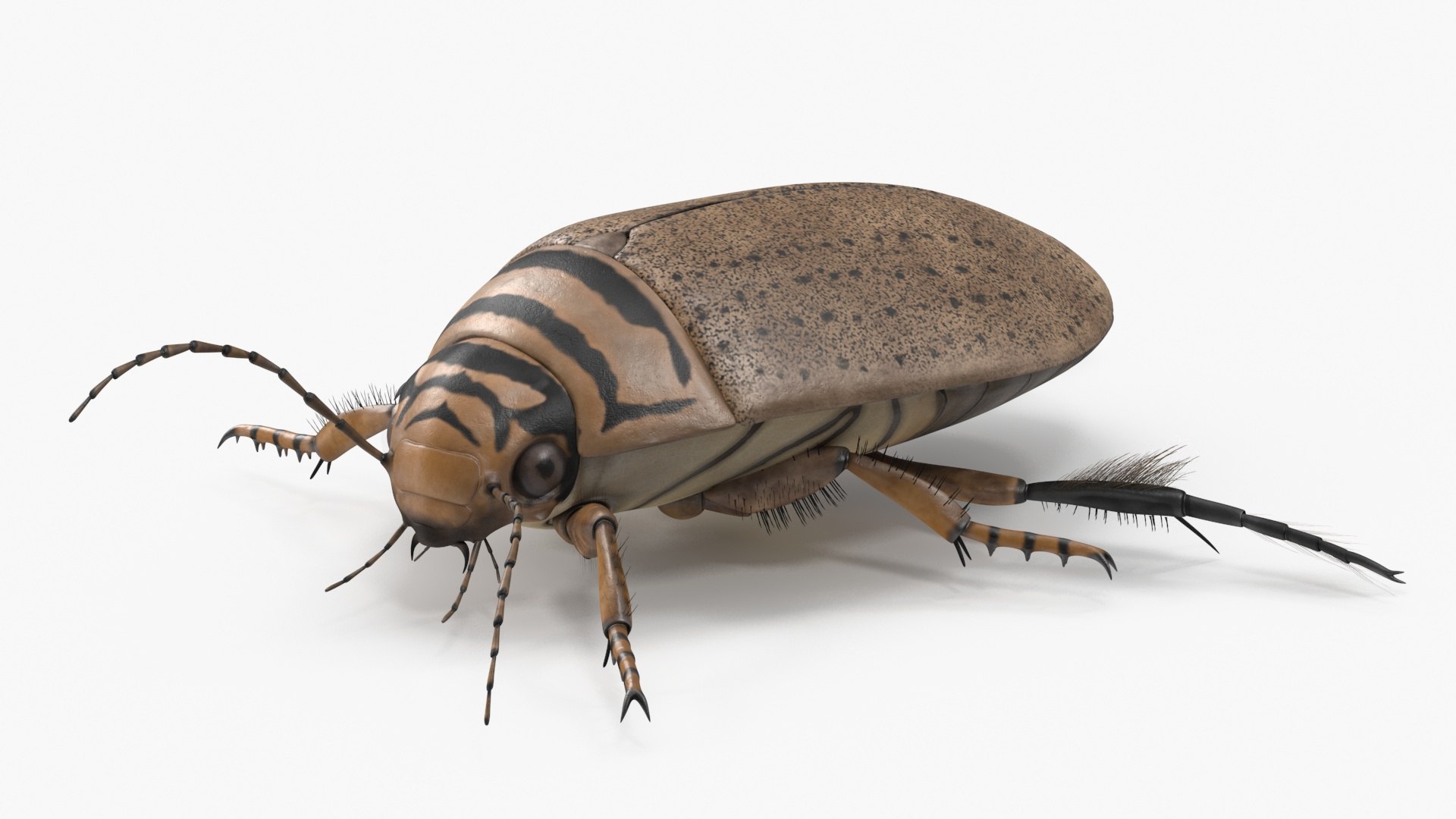 3D Model Insect Water Beetle Beige Rigged For Maya - TurboSquid 2316389