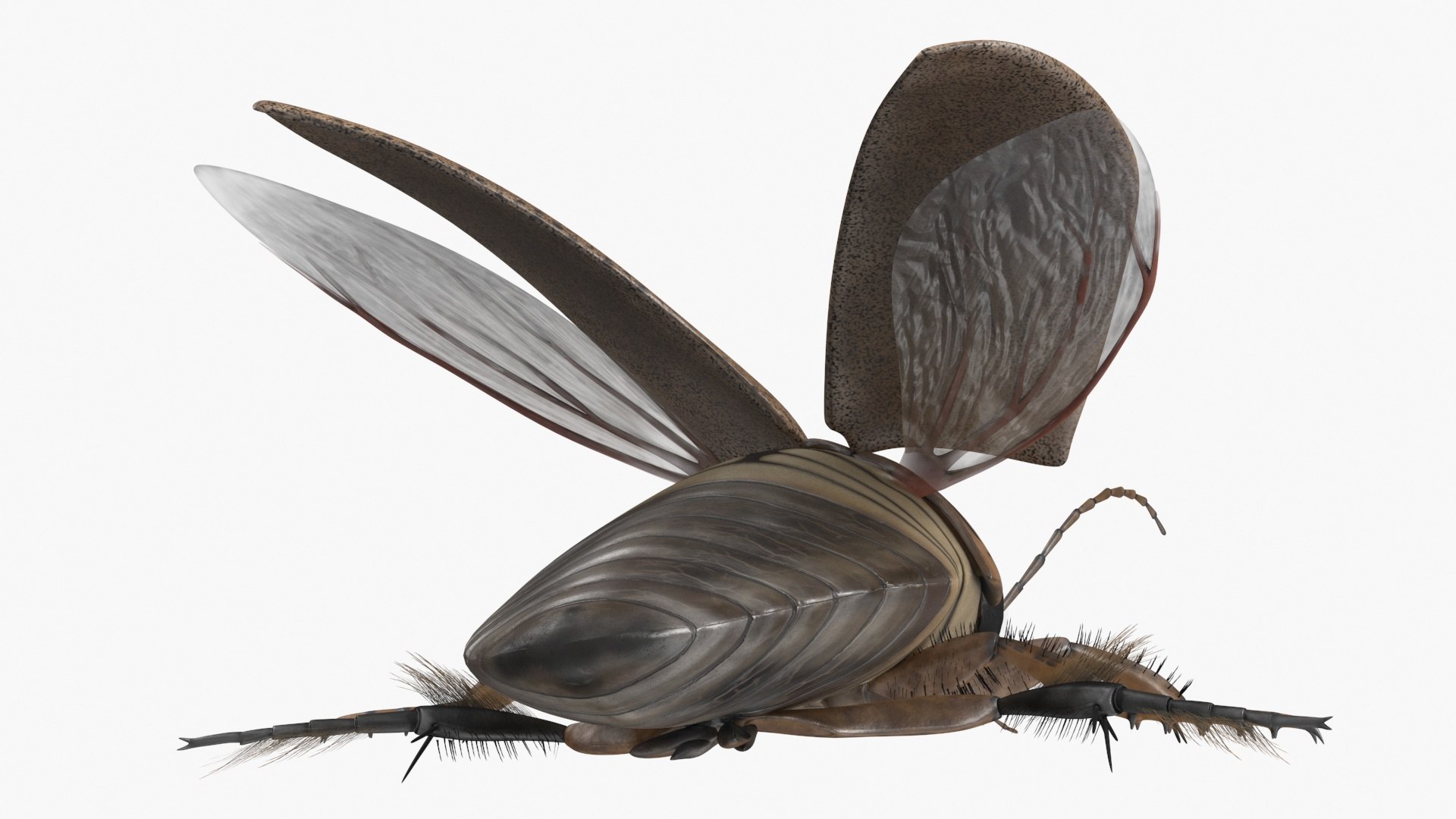 3D Model Insect Water Beetle Beige Rigged For Maya - TurboSquid 2316389