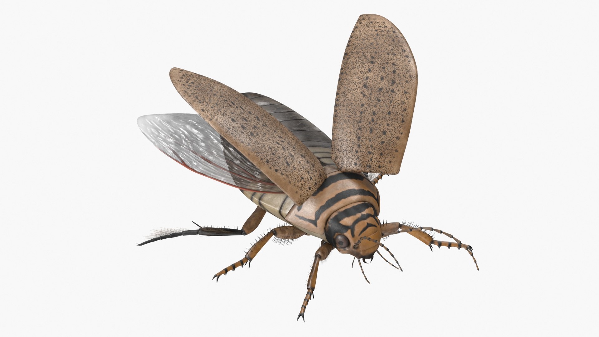 3D Model Insect Water Beetle Beige Rigged For Maya - TurboSquid 2316389