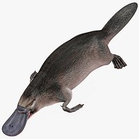 Platypus Pose 1