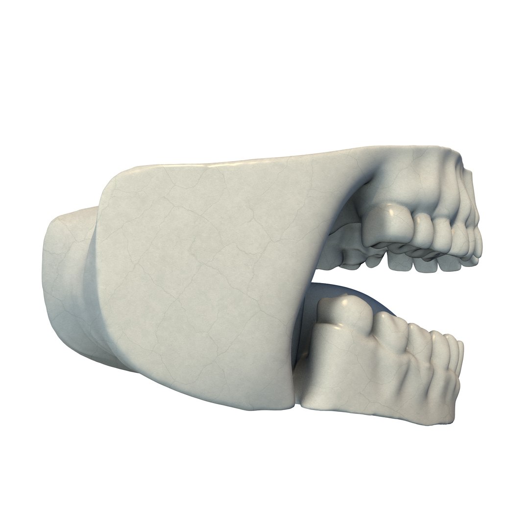 3D Teeth And Tongue Model - TurboSquid 2417050
