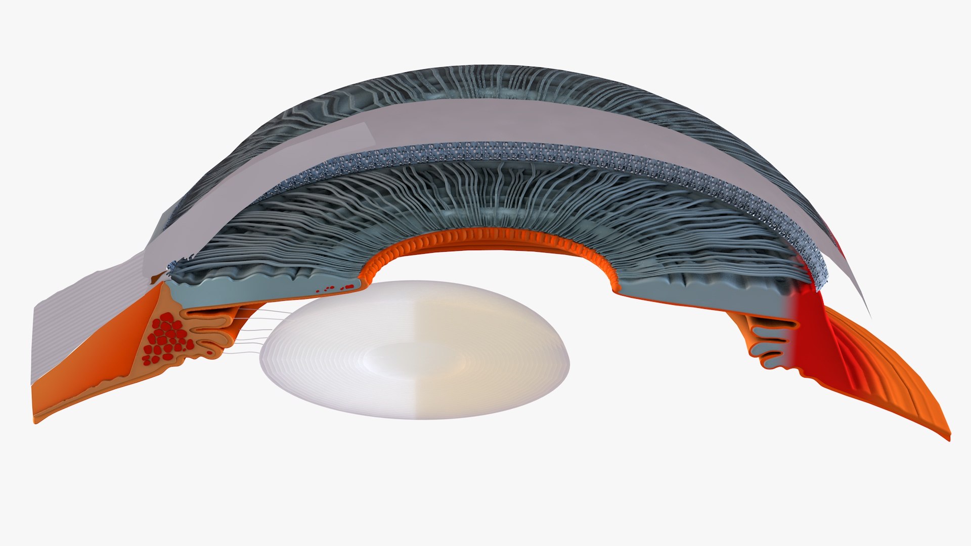 Cross Section of Human Eyeball 3D model https://p.turbosquid.com/ts-thumb/tI/JQHyMv/Un/inner_eye_product0001/jpg/1691352520/1920x1080/fit_q87/e8f28d3af0137b30ab6f8919d7f6a29bc0d739af/inner_eye_product0001.jpg
