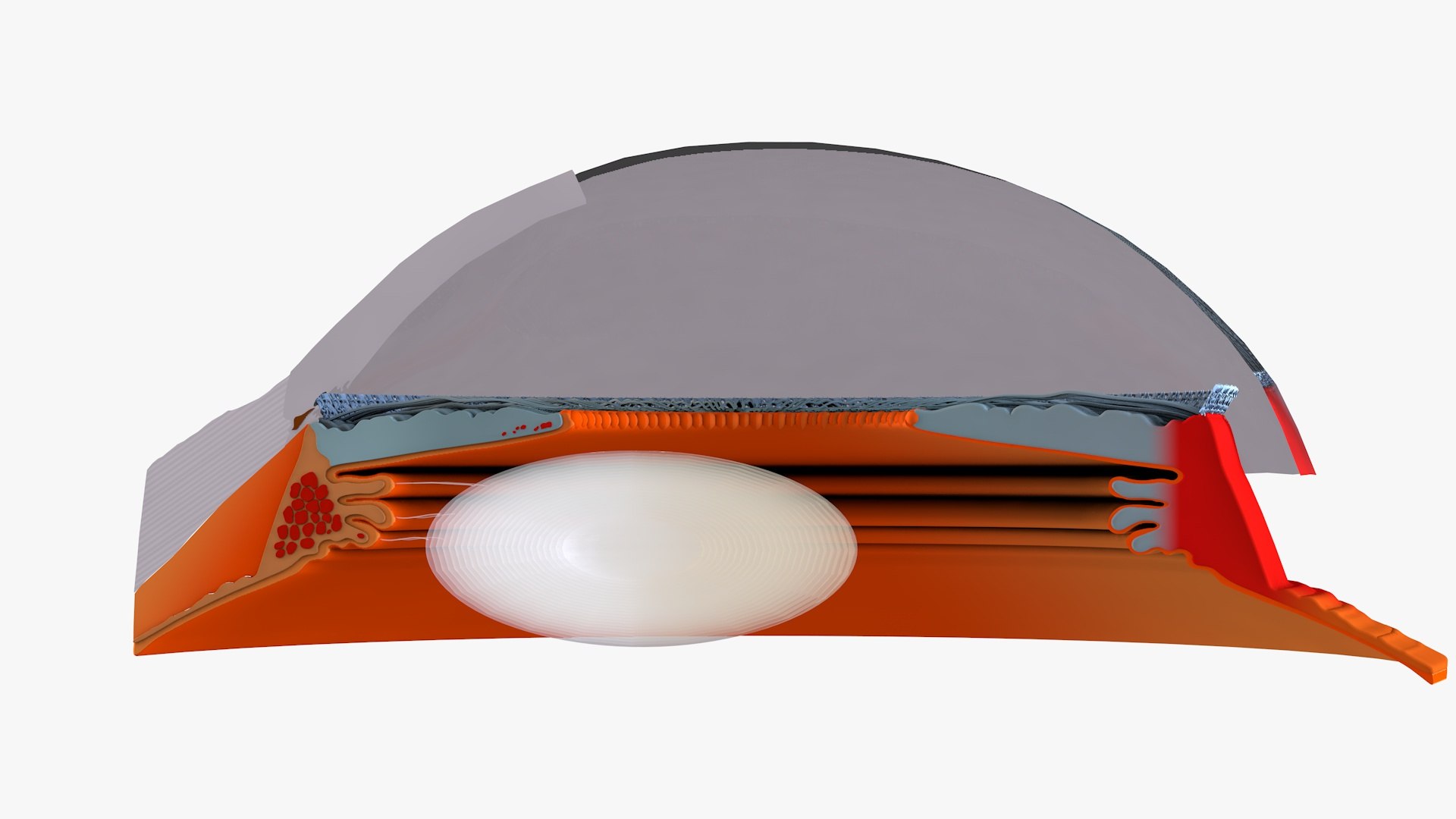 Cross Section of Human Eyeball 3D model https://p.turbosquid.com/ts-thumb/tI/JQHyMv/kS/inner_eye_product0002/jpg/1691352520/1920x1080/fit_q87/39148104a70498a97934e377df541a3c379d4787/inner_eye_product0002.jpg