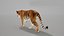 Bengal Tiger Animated UNREAL project   Maya base rig