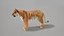 Bengal Tiger Animated UNREAL project   Maya base rig