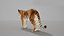 Bengal Tiger Animated UNREAL project   Maya base rig