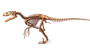 3D Utahraptor Skeleton 3D Model High Detail Prehistoric Dinosaur Asset model