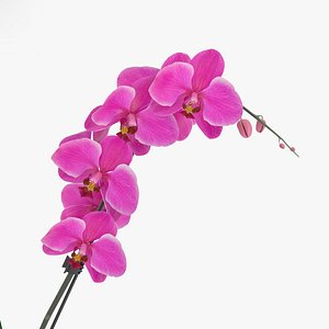 orchid flowers plant model
