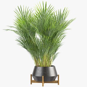 3D areca palm