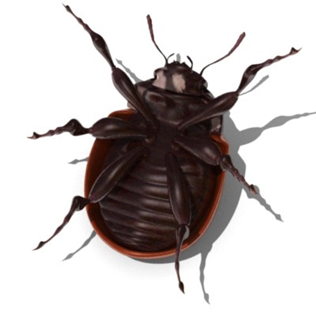 3d model coccinella ladybug https://p.turbosquid.com/ts-thumb/tI/lIkhHy/0DYg67sN/ladybugb/jpg/1202351864/1920x1080/fit_q87/83f6c00e245d17aa834095dcbd2b670b3ba29165/ladybugb.jpg