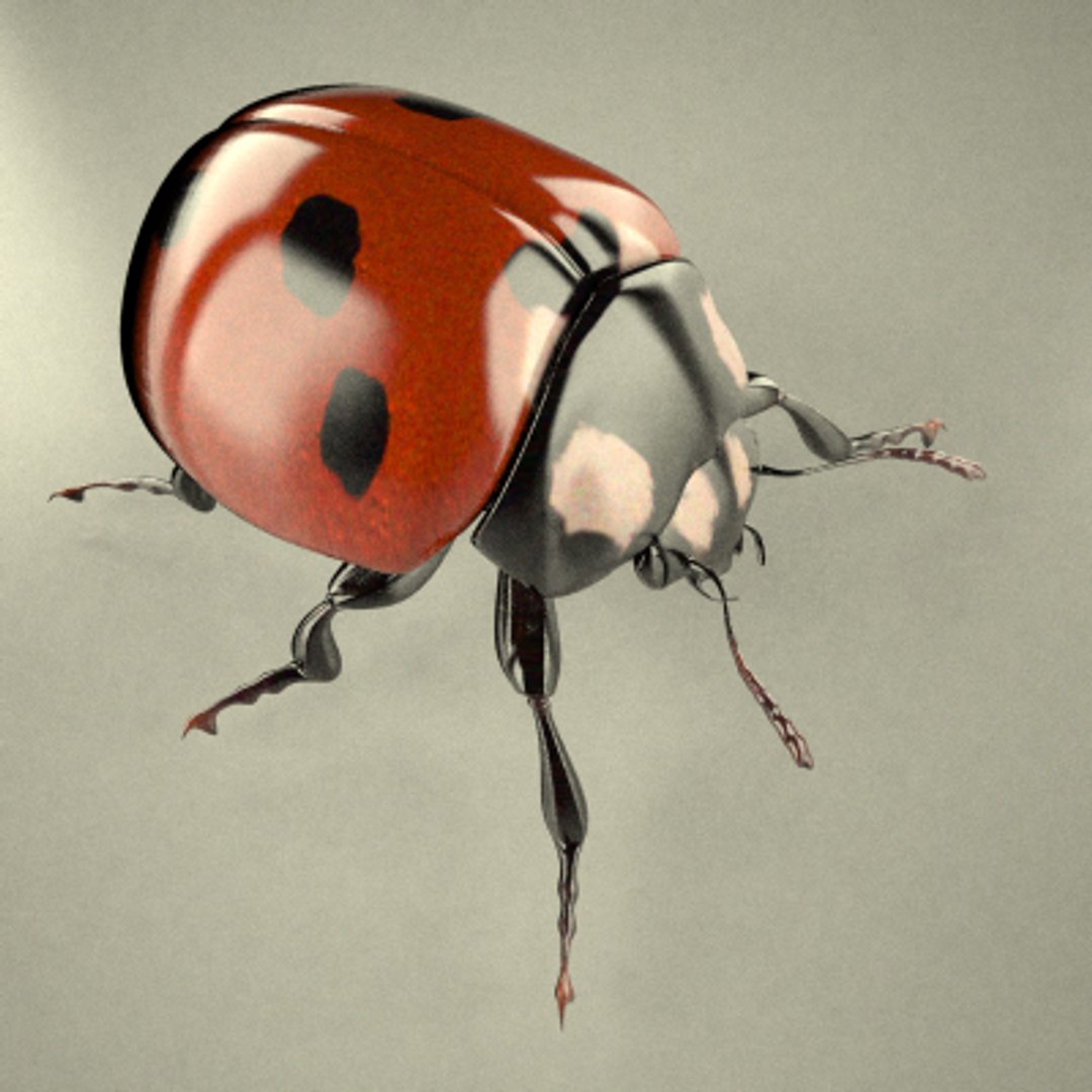 3d model coccinella ladybug https://p.turbosquid.com/ts-thumb/tI/lIkhHy/0iVd4x5N/ladybug/jpg/1202351852/1920x1080/fit_q87/36da1991065615183d013201713e6c1a8bfa707f/ladybug.jpg