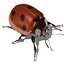 ladybug
