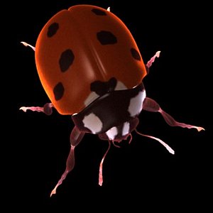 ladybug