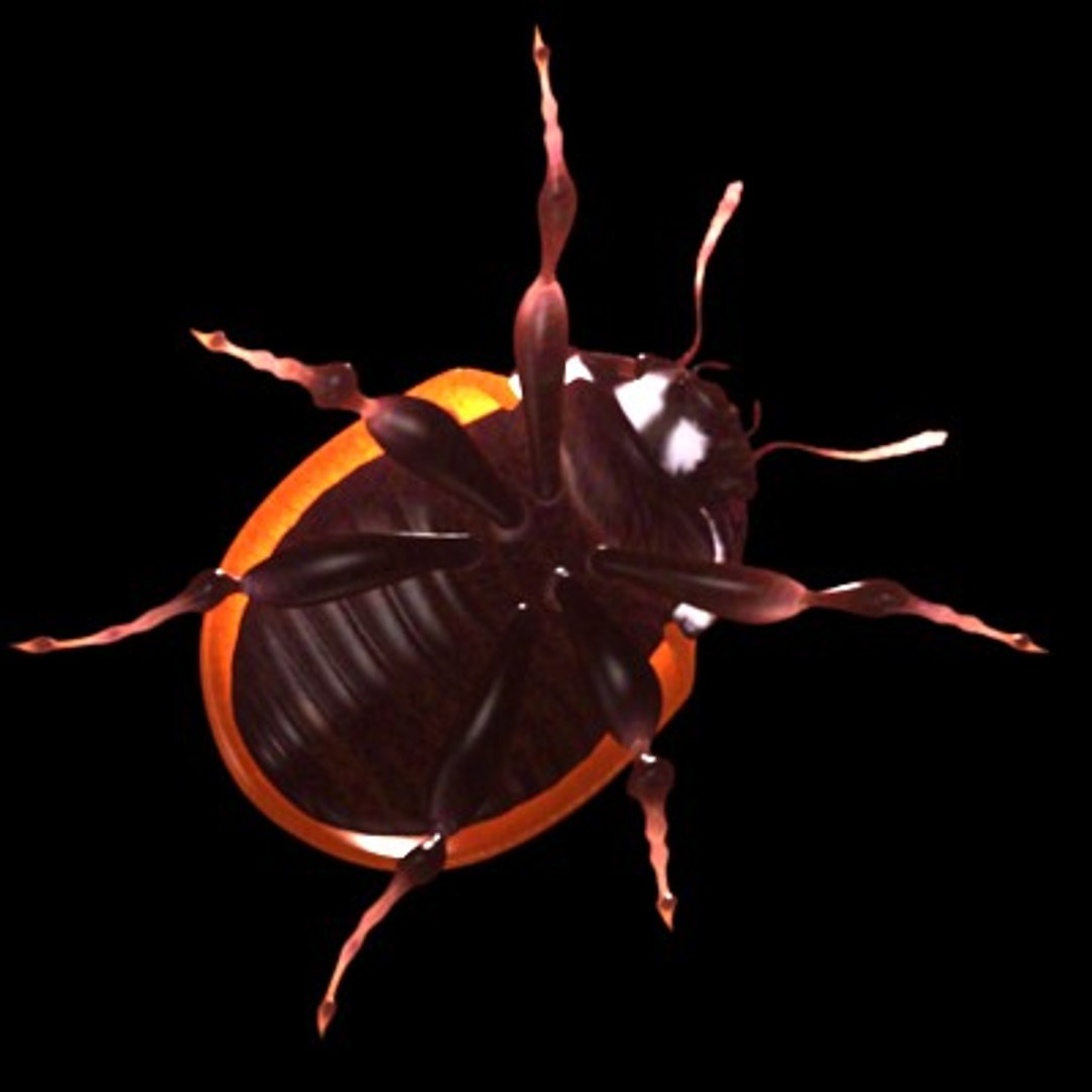 3d model coccinella ladybug https://p.turbosquid.com/ts-thumb/tI/lIkhHy/T74vLxQF/ladybugd/jpg/1202352058/1920x1080/fit_q87/0664d1accde14a07d22b6b2e00cfdfb9a408ded8/ladybugd.jpg