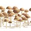Grappolo di funghi