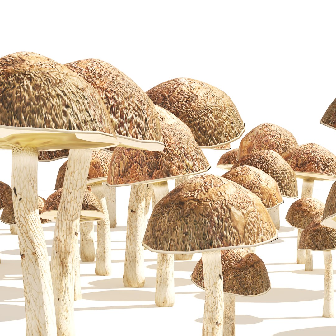 3D Mushroom Cluster https://p.turbosquid.com/ts-thumb/tI/m46SMA/Km/05pp/jpg/1658696475/1920x1080/fit_q87/0503f0b38ea5895ac7207307117689ea304ba816/05pp.jpg