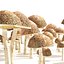Grappolo di funghi