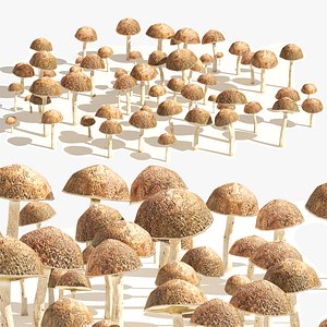 3D Mushroom Cluster