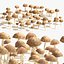 Grappolo di funghi