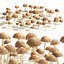 Grappolo di funghi