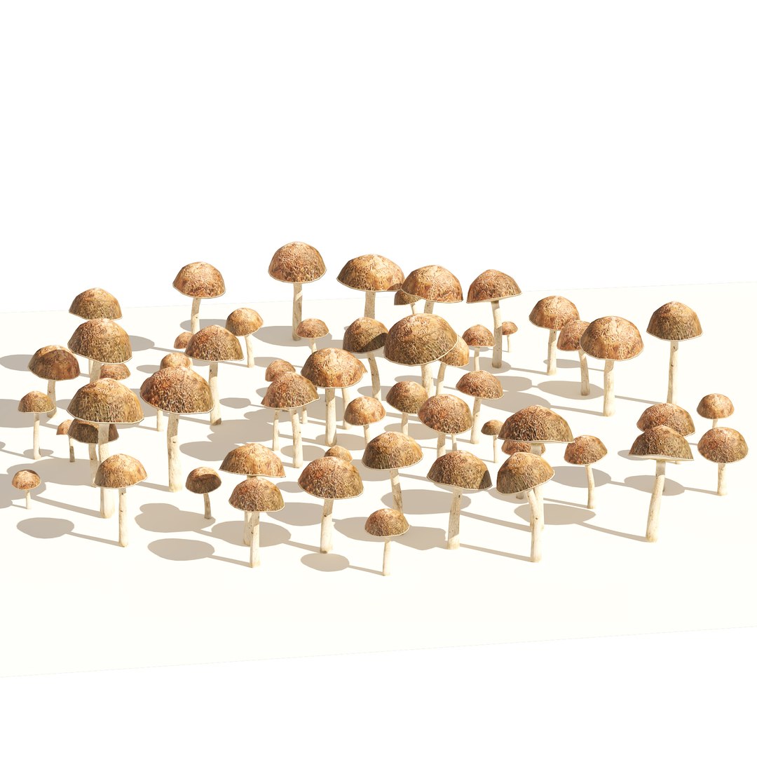 3D Mushroom Cluster https://p.turbosquid.com/ts-thumb/tI/m46SMA/Ye/01pp/jpg/1658696473/1920x1080/fit_q87/7d39c1b23757147d408fd0475504144991ddbaf1/01pp.jpg