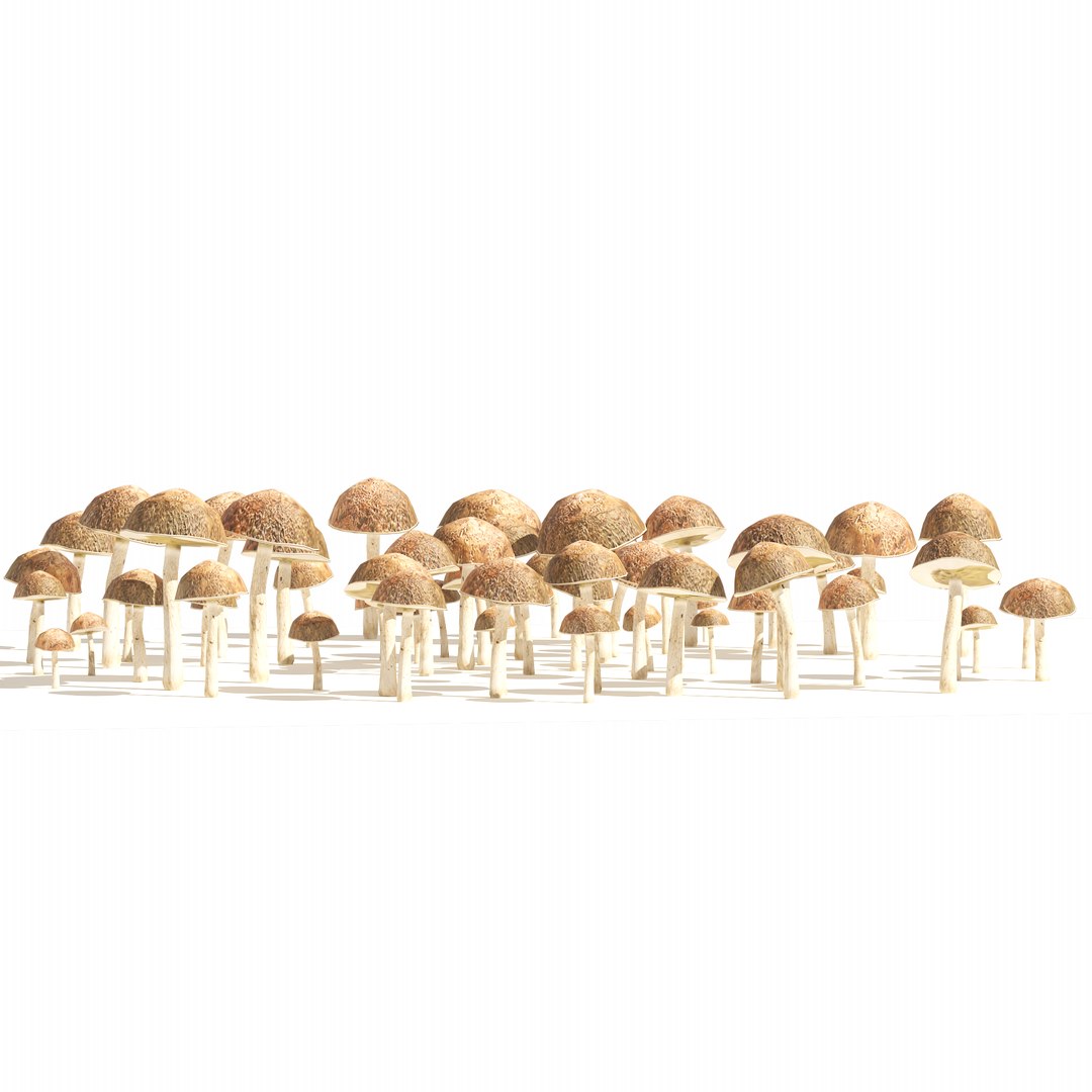 3D Mushroom Cluster https://p.turbosquid.com/ts-thumb/tI/m46SMA/iu/03pp/png/1658696476/1920x1080/fit_q87/989b338ab6d5457273bff2a58570a3bfd9eadbec/03pp.jpg