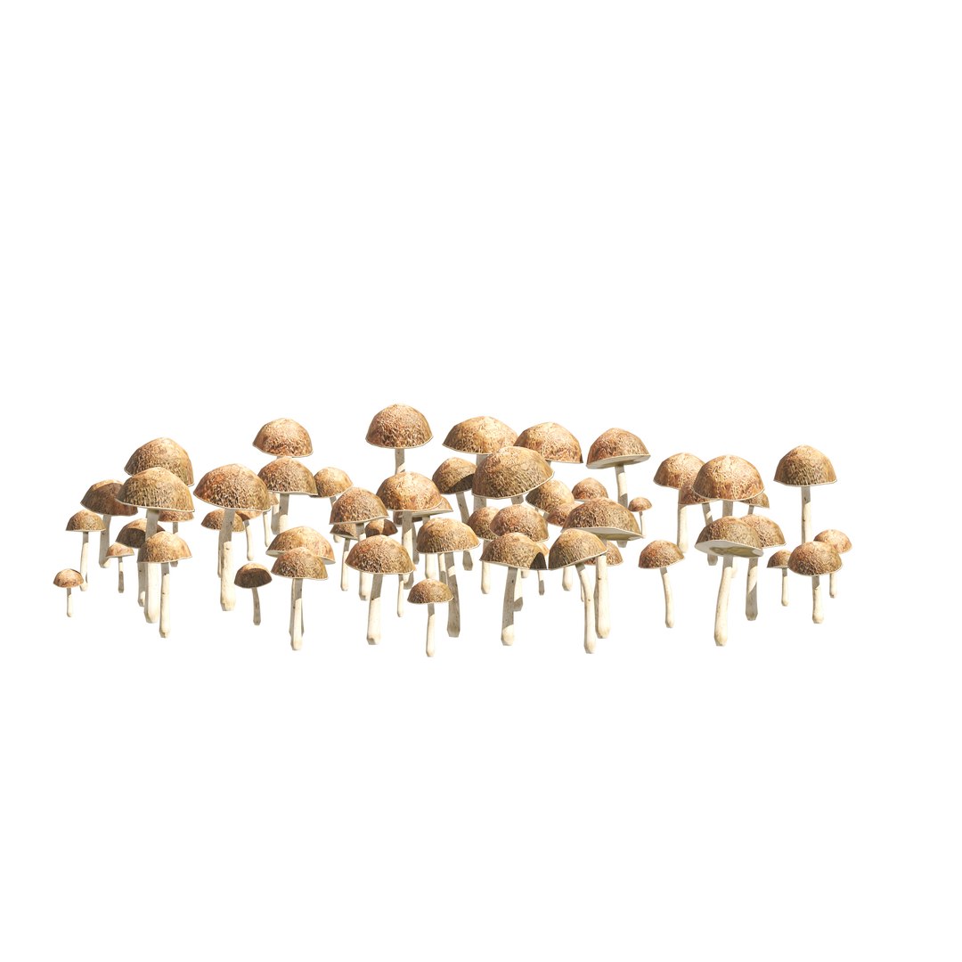 3D Mushroom Cluster https://p.turbosquid.com/ts-thumb/tI/m46SMA/r2/04pp/jpg/1658696476/1920x1080/fit_q87/e22d0c649224b20586481b97b8dd90454eadd591/04pp.jpg