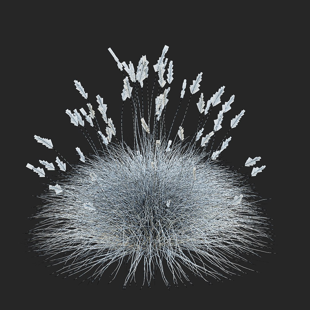 3D model Festuca Glauca grass https://p.turbosquid.com/ts-thumb/tI/qhmjVG/3f/festuca_glauca_view_009/jpg/1746471303/1920x1080/fit_q87/03e04bad1e782d386b3a3455ef1dbb06bd4c6591/festuca_glauca_view_009.jpg