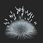 Festuca Glauca grass