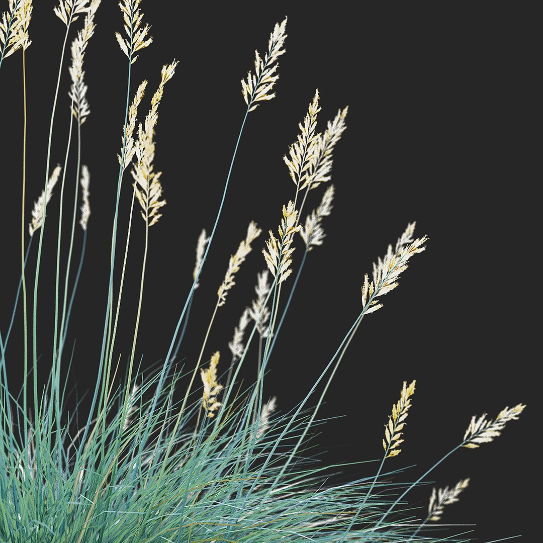 3D model Festuca Glauca grass https://p.turbosquid.com/ts-thumb/tI/qhmjVG/Sz/festuca_glauca_view_010_38/jpg/1746471304/1920x1080/fit_q87/e7e303c665df6ca45d191ca165a45a0e26b2865f/festuca_glauca_view_010_38.jpg