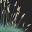 Festuca Glauca grass
