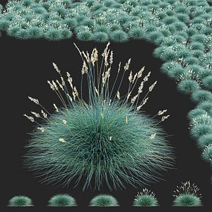 Festuca Glauca grass